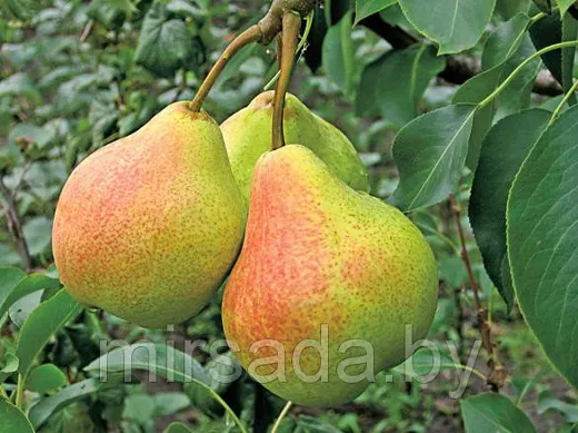 Грибковое заболевание груши