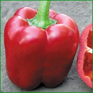 Сбор семян сладкого перца