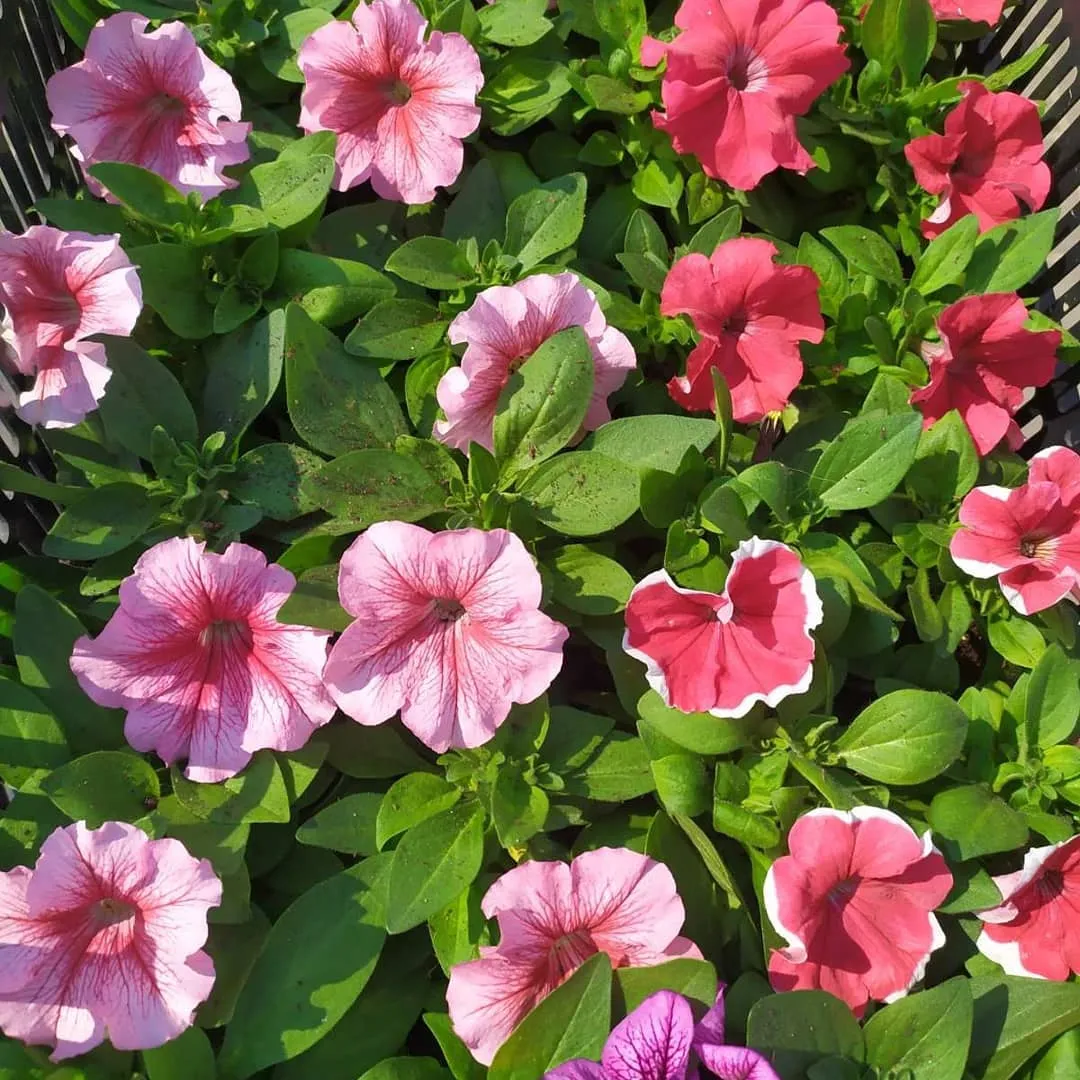 Семена и рассада цветов