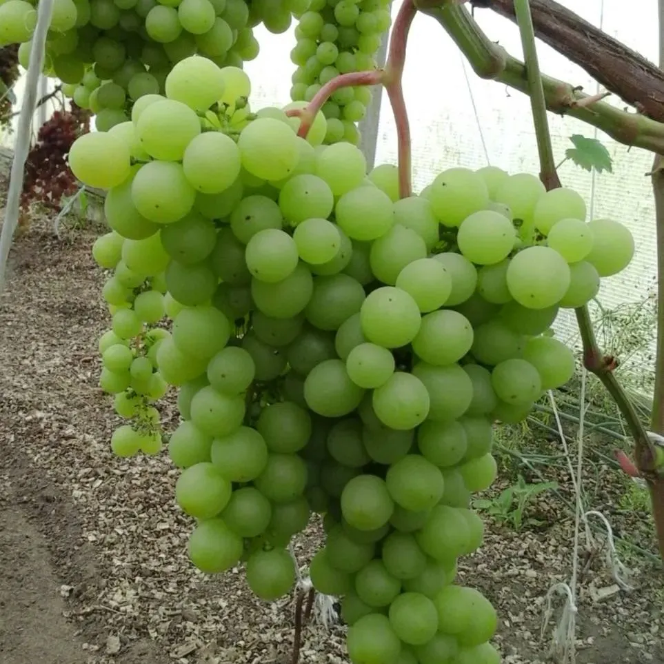 ПРОДУКЦИЯ САДА И ОГОРОДА