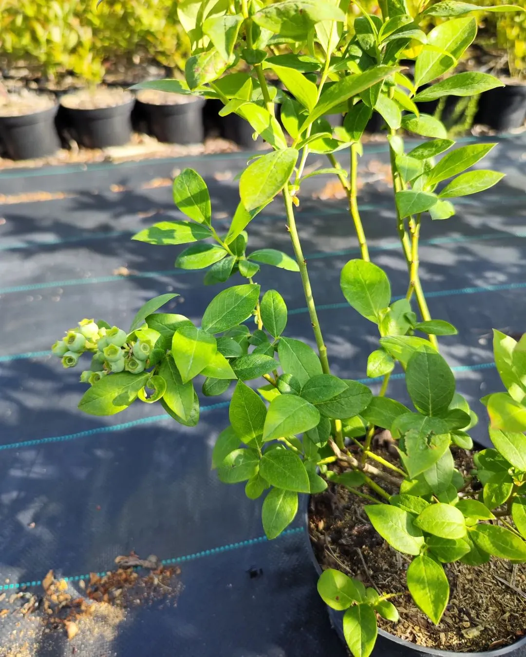 САД И ОГОРОД