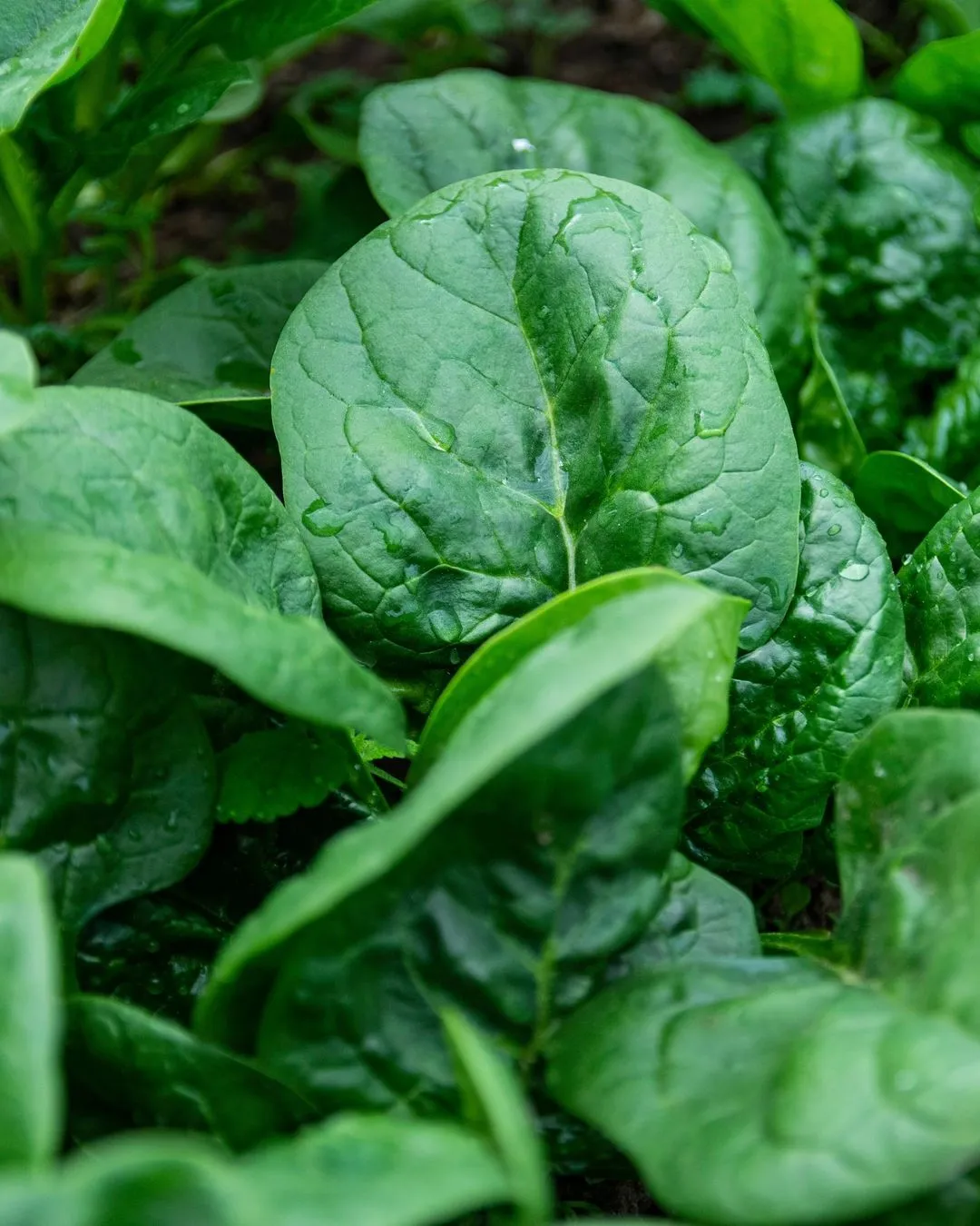 СЕМЕНА И РАССАДА ОВОЩЕЙ