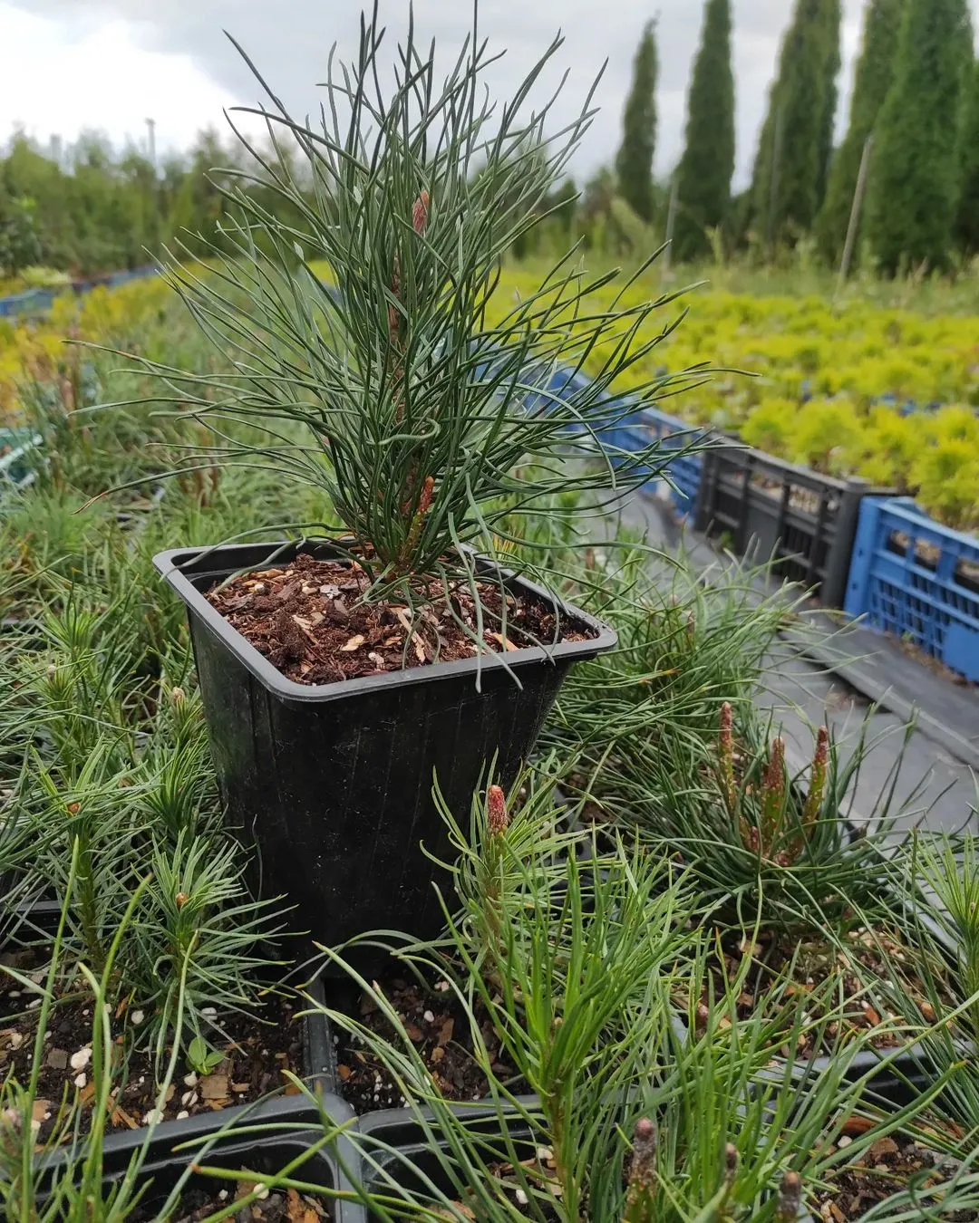 семена и саженцы