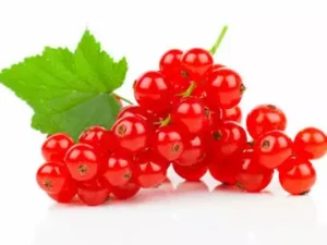 Красная смородина