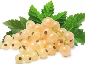 Белая смородина