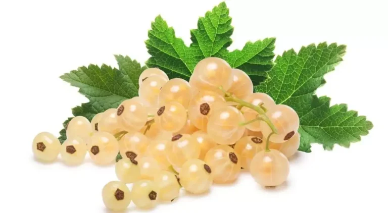 Белая смородина