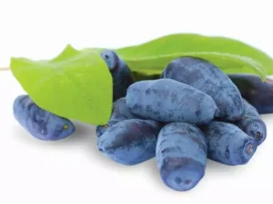 Жимолость Японская