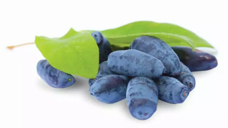 Жимолость Японская