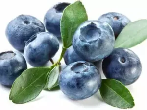 Голубика высокорослая