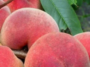 Персики