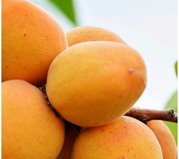 Абрикосы