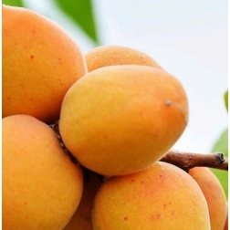 Абрикосы
