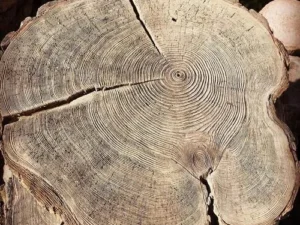 Древесный спил