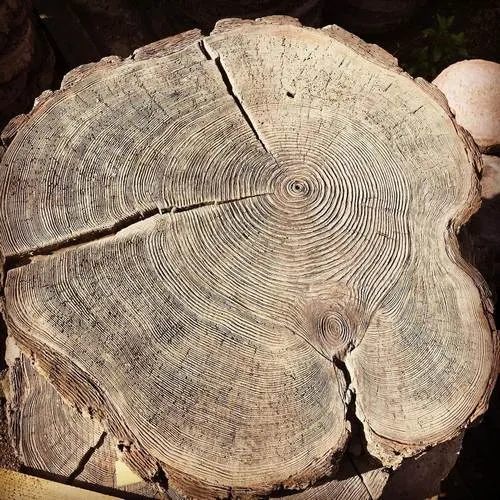 Древесный спил