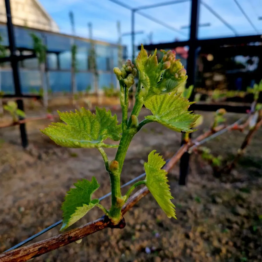 ПОЛЕЗНЫЕ СОВЕТЫ О САДЕ И ОГОРОДЕ