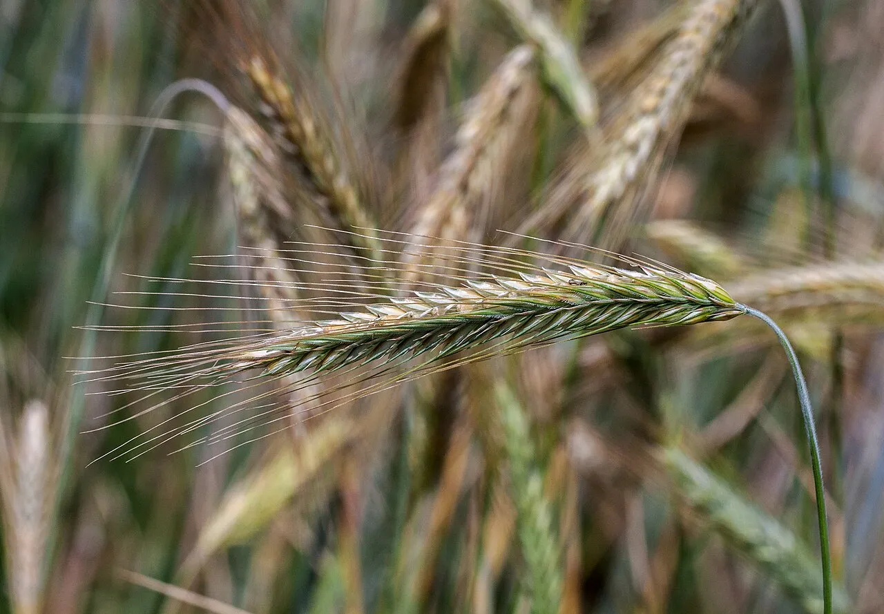 семена кормовых культур
